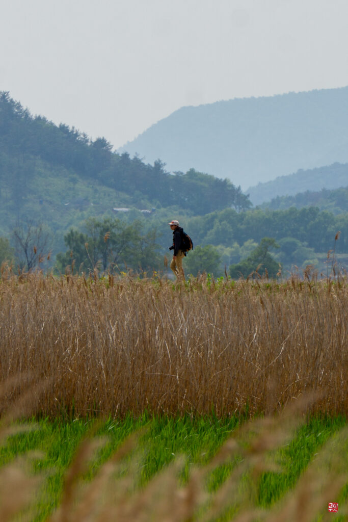 Photographe se promenant dans la baie de Suncheon