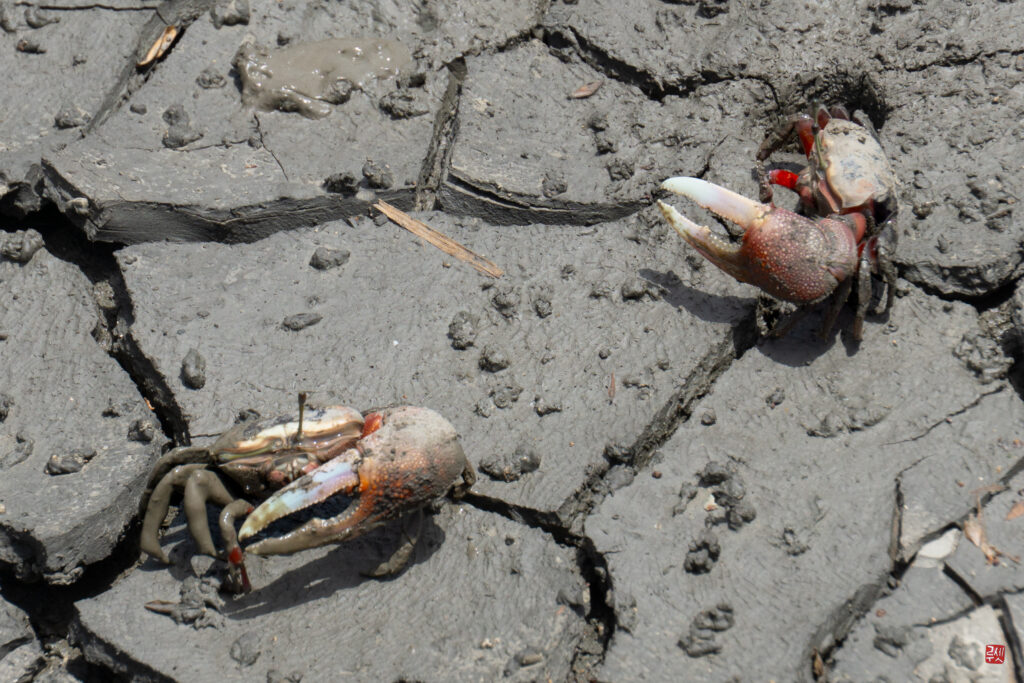 Crabes dans la baie de Suncheon