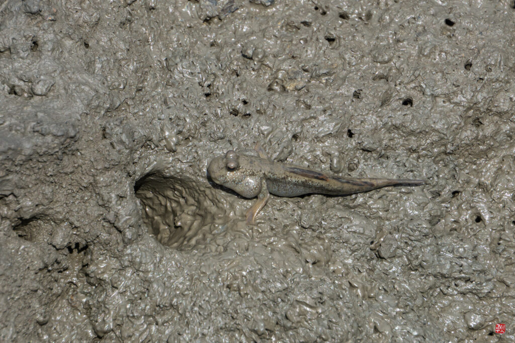 Oxudercinae dans la baie de Suncheon